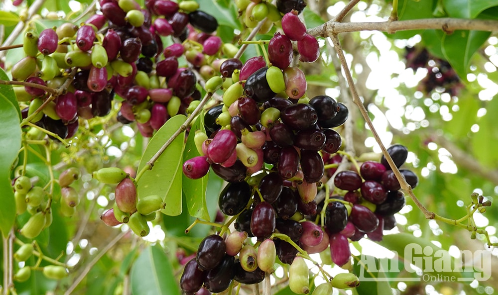 Ở vùng Bảy Núi của An Giang mọc la liệt cây trâm dại thấp tè đã ra trái quá trời, là trái đặc sản- Ảnh 4.