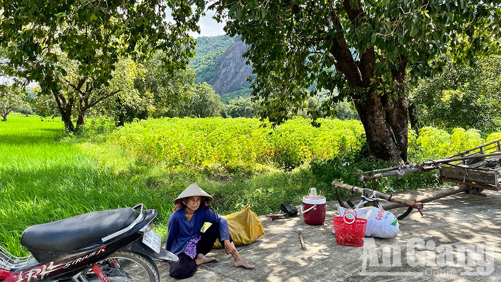 Ở vùng Bảy Núi của An Giang mọc la liệt cây trâm dại thấp tè đã ra trái quá trời, là trái đặc sản- Ảnh 8.