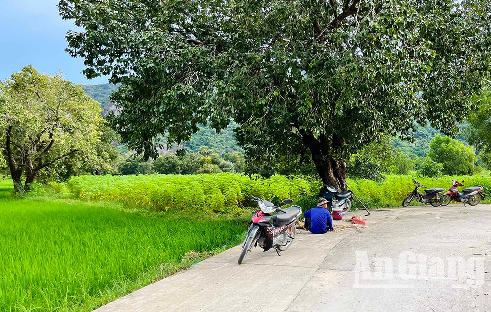 Ở vùng Bảy Núi của An Giang mọc la liệt cây trâm dại thấp tè đã ra trái quá trời, là trái đặc sản- Ảnh 9.