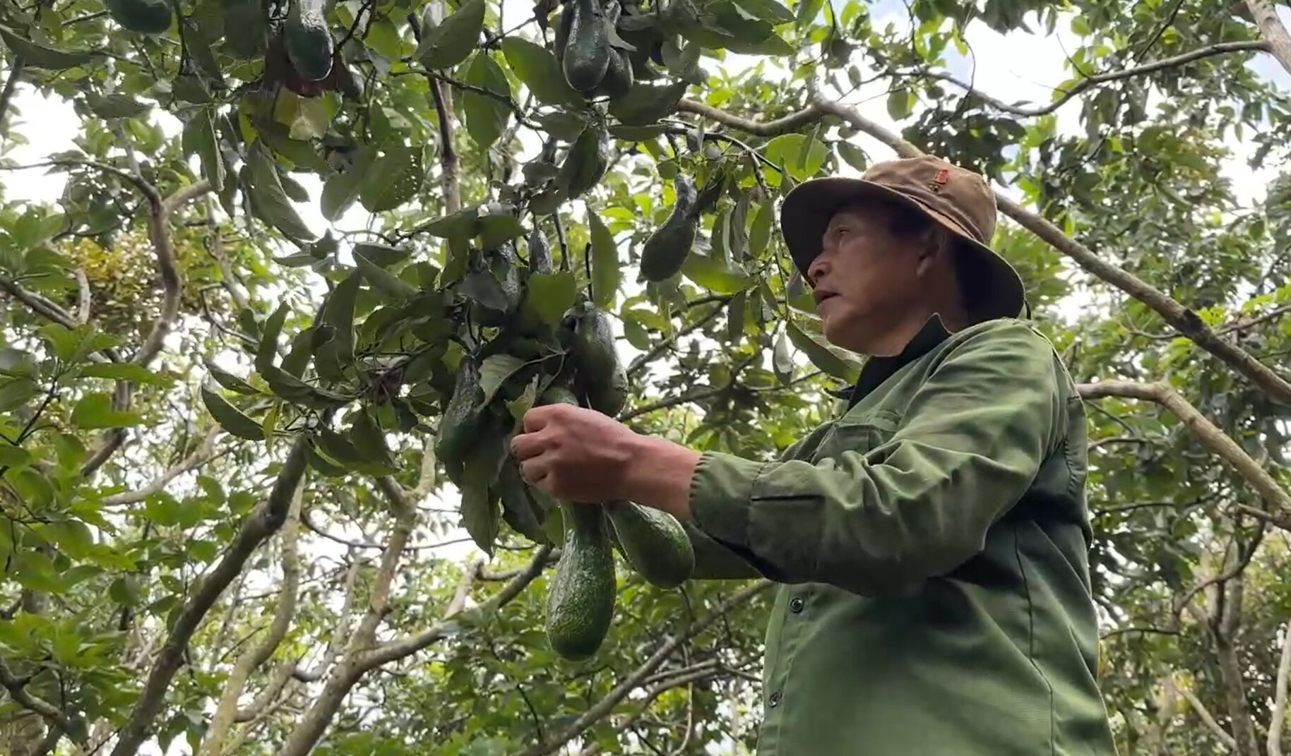 Giám đốc Sở NNPTNT Lâm Đồng nêu giải pháp “chặn” tình trạng “được mùa mất giá, được giá mất mùa”- Ảnh 4.