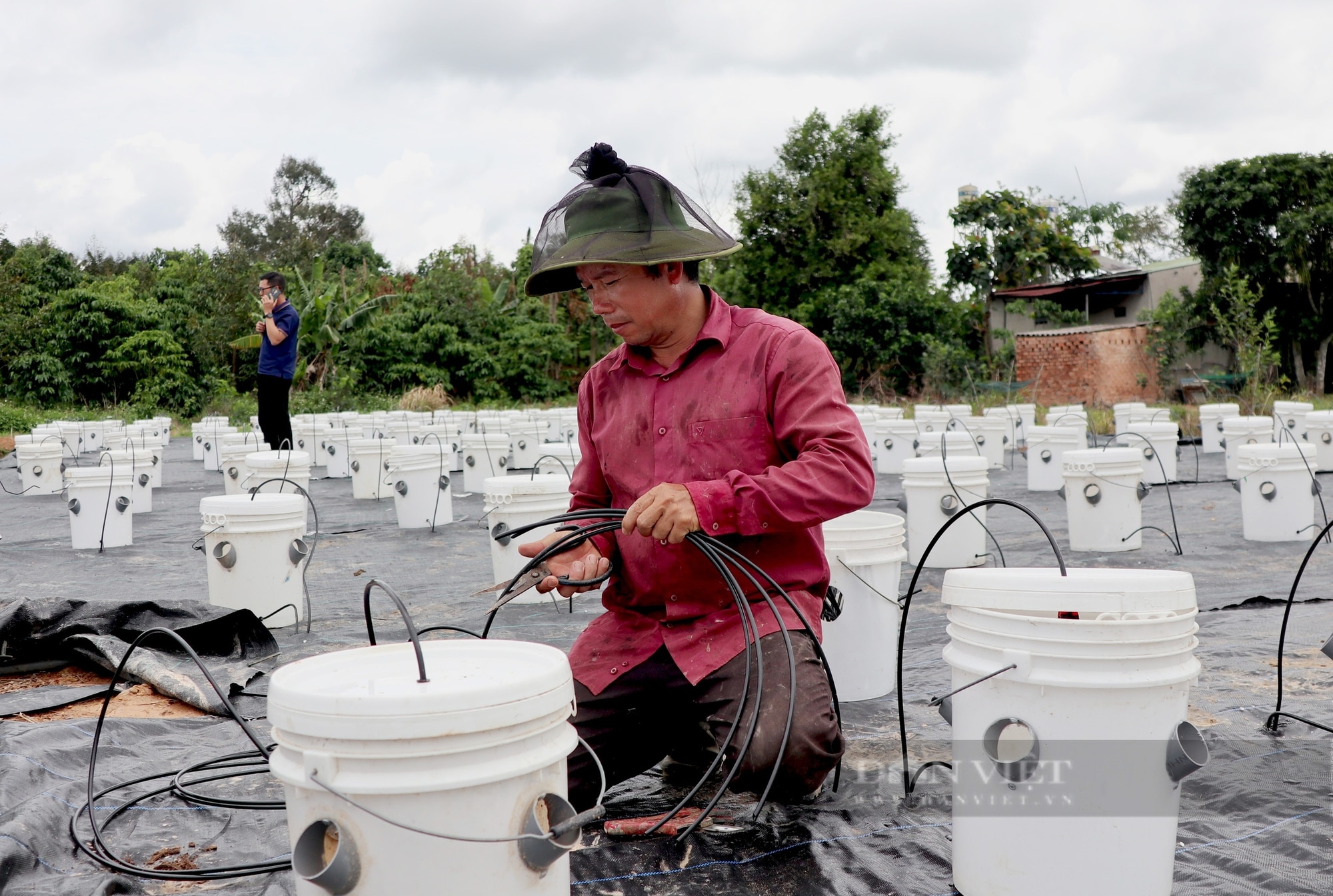 Trồng rau khí canh kiểu lạ ở Lâm Đồng, phải bắc thang hái, anh nông dân tự trả lương cao- Ảnh 6.