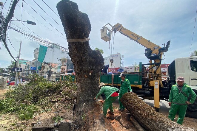 Đốn hàng cây xanh mở rộng đường vào sân bay Tân Sơn Nhất