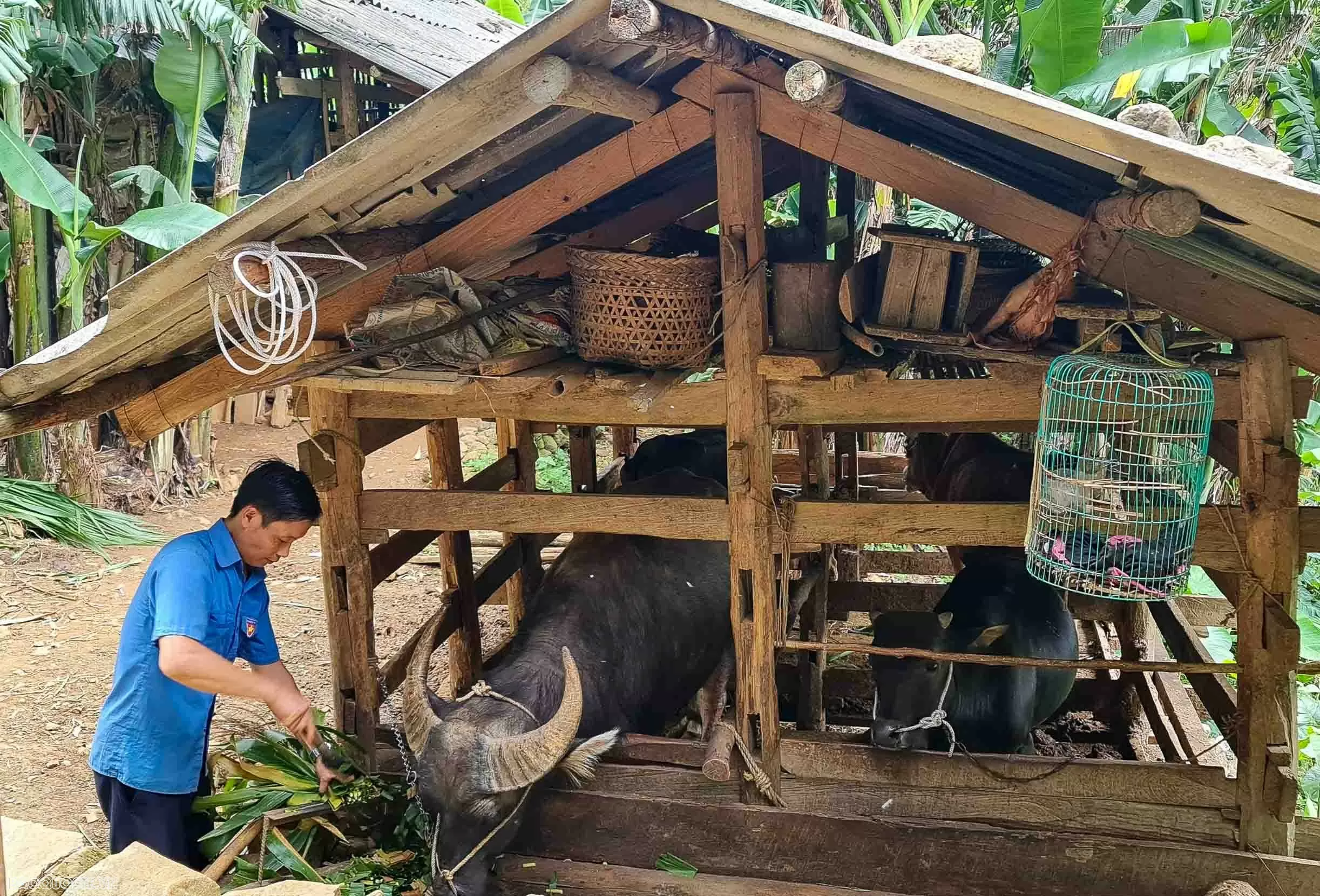 Bài 1: Từ căn nhà kiên cố giữa nương ngô và ước mơ đổi thay của người dân vùng biên