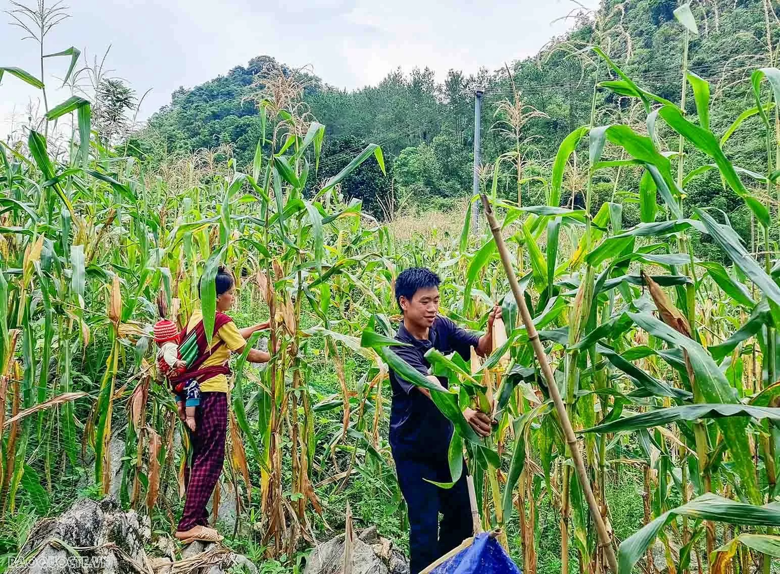 Bài 1: Từ căn nhà kiên cố giữa nương ngô và ước mơ đổi thay của người dân vùng biên