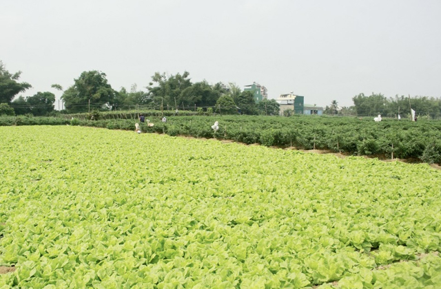 Quảng Ngãi đặt mục tiêu 1.500ha rau an toàn, tập trung đảm bảo truy xuất nguồn gốc vào năm 2030- Ảnh 5.