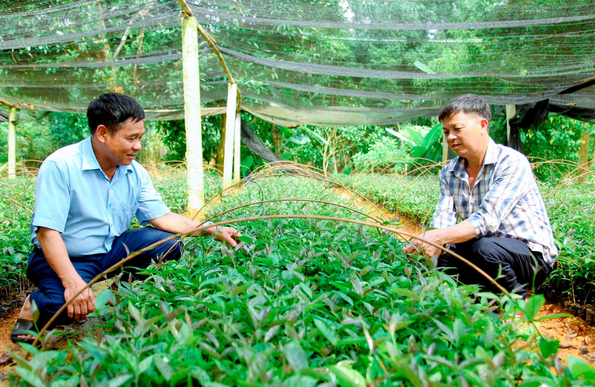 Ở Vĩnh Phúc dân trồng thành công cây ba kích tốt um, củ là thuốc bổ thận tráng dương, thu 1 tỷ/năm- Ảnh 3.