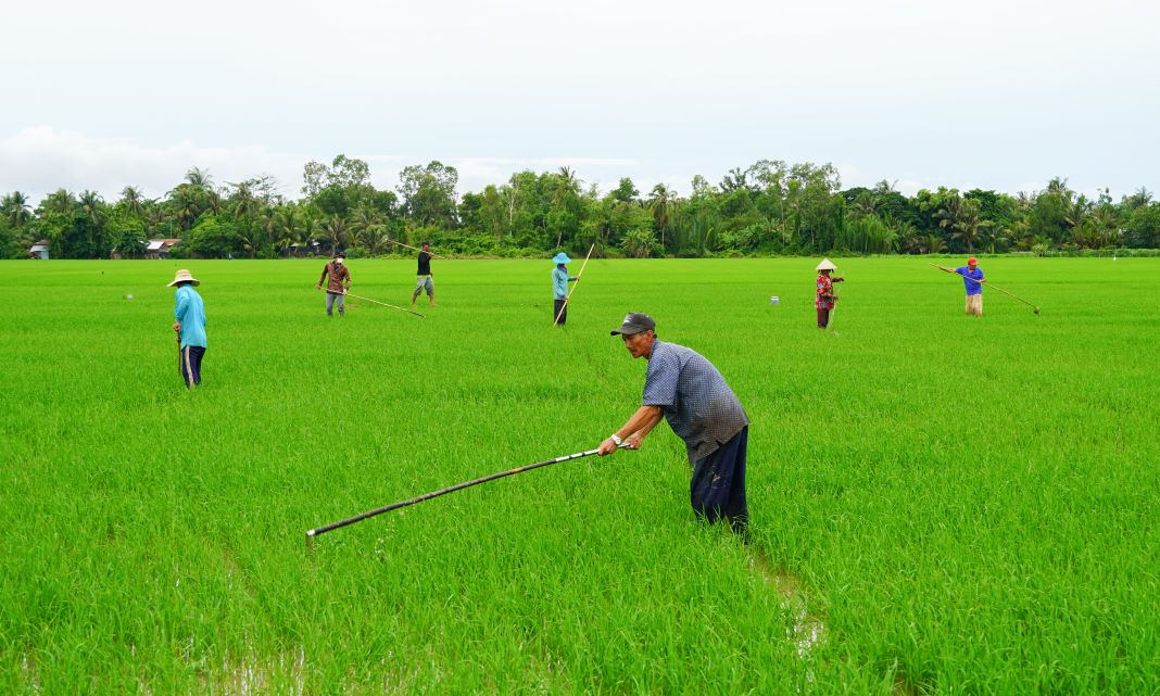 Mùa giặm ở tỉnh Sóc Trăng giúp giải quyết một lượng lớn lao động nông nhàn tại địa phương. Ảnh: Phương Anh