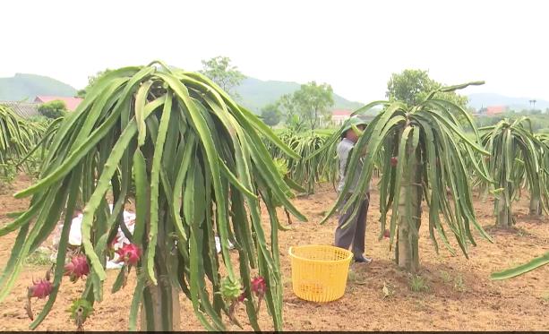 Bắc Giang: Tập trung nguồn lực hoàn thành và nâng cao các tiêu chí trong xây dựng nông thôn mới- Ảnh 3.