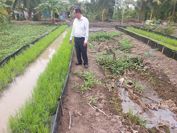 Nuôi lươn sinh sản ở Hậu Giang kiểu gì mà có nhiều người đang tới xem, trồng cả lúa tốt um?- Ảnh 4.