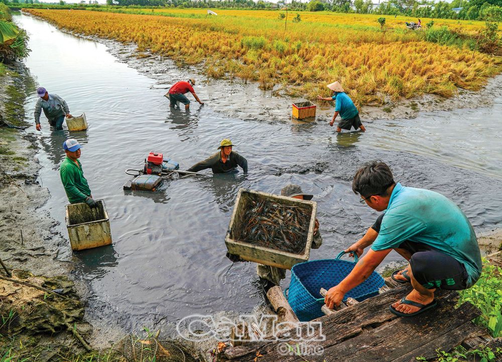 Mùa nước rọt ở rừng tràm Cà Mau, bất ngờ thấy dân dụ bắt cá đồng, bắt tôm càng to, lươn rừng bự- Ảnh 3.