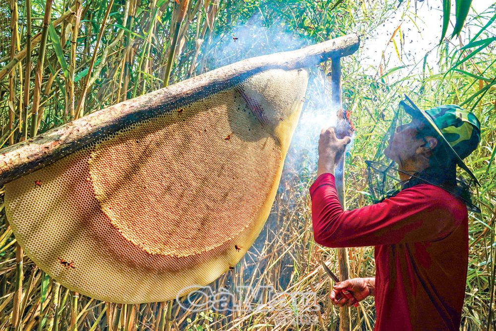 Mùa nước rọt ở rừng tràm Cà Mau, bất ngờ thấy dân dụ bắt cá đồng, bắt tôm càng to, lươn rừng bự- Ảnh 8.