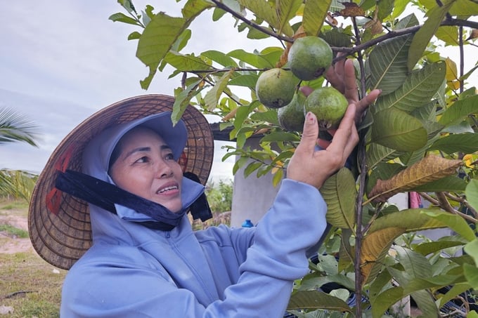 Dù trên vùng đất cát bạc màu nhưng nhờ chú trọng sản xuất theo hướng hữu cơ nên vườn ổi vẫn phát triển tốt và cho hiệu quả cao. Ảnh: Tâm Phùng.