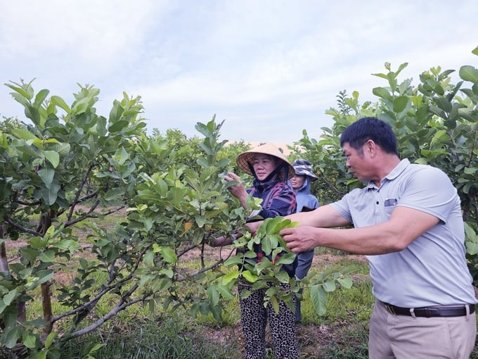 Anh Nguyễn Văn Hân kiểm tra vườn ổi sau khi đã tỉa trái non. Ảnh: Tâm Phùng.