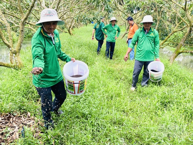 Công ty TNHH Phân bón hữu cơ Tây Đô trình diễn sử dụng phân bón hữu cơ vi sinh của ]tại HTX Nhãn Nhơn Nghĩa. Ảnh: Lê Hoàng Vũ.