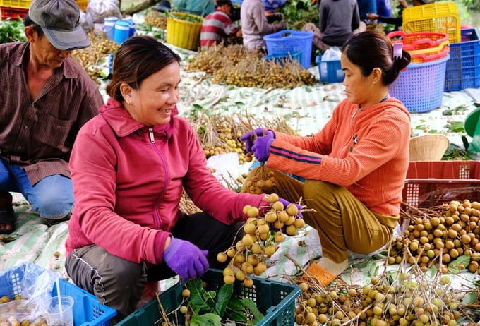 Hiện các thành viên HTX Nhãn Nhơn Nghĩa đang hoạch hoạch trái, năng suất nhãn trung bình đạt 20 tấn/ha, giá bán từ 15.000 - 25.000 đồng/kg. Ảnh: Lê Hoàng Vũ.