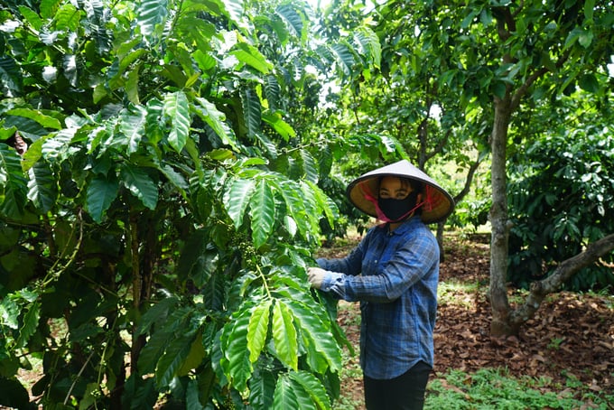 Cà phê trồng theo hướng hữu cơ của gia đình chị Xuân. Ảnh: Tuấn Anh.