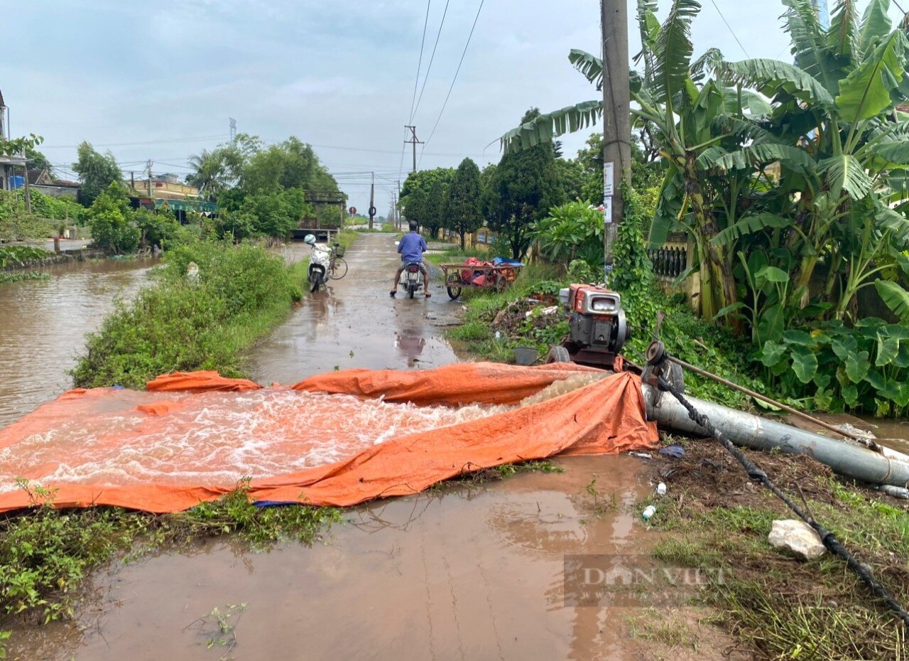 Một huyện ở Ninh Bình toàn bộ diện tích lúa mùa đã gieo cấy bị ngập hoàn toàn- Ảnh 2.