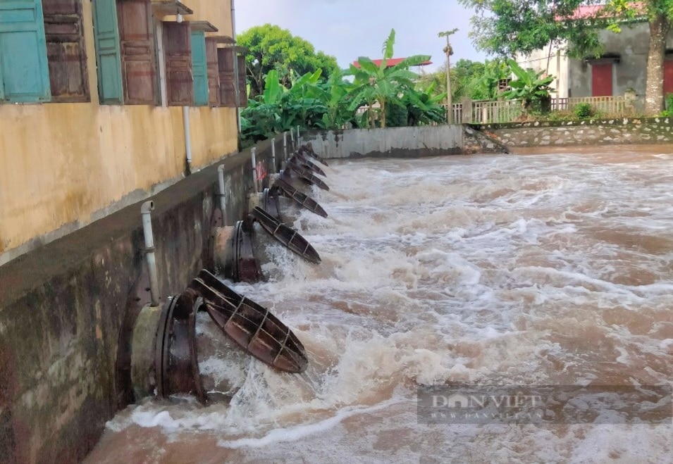 Một huyện ở Ninh Bình toàn bộ diện tích lúa mùa đã gieo cấy bị ngập hoàn toàn- Ảnh 6.