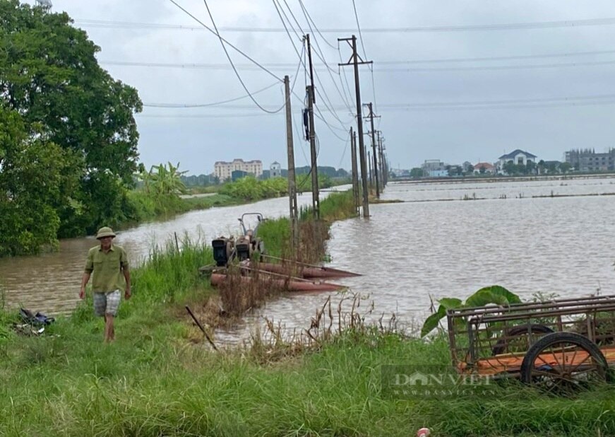 Một huyện ở Ninh Bình toàn bộ diện tích lúa mùa đã gieo cấy bị ngập hoàn toàn- Ảnh 7.