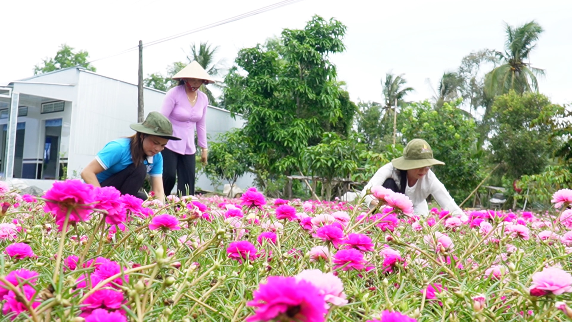 Mê mẫn với cánh đồng hoa mười giờ rộng hàng nghìn m2 là nơi “sống ảo” của người dân Cà Mau- Ảnh 7.