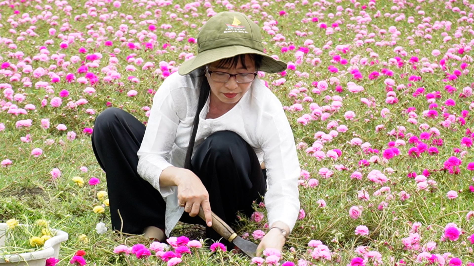 Mê mẫn với cánh đồng hoa mười giờ rộng hàng nghìn m2 là nơi “sống ảo” của người dân Cà Mau- Ảnh 8.