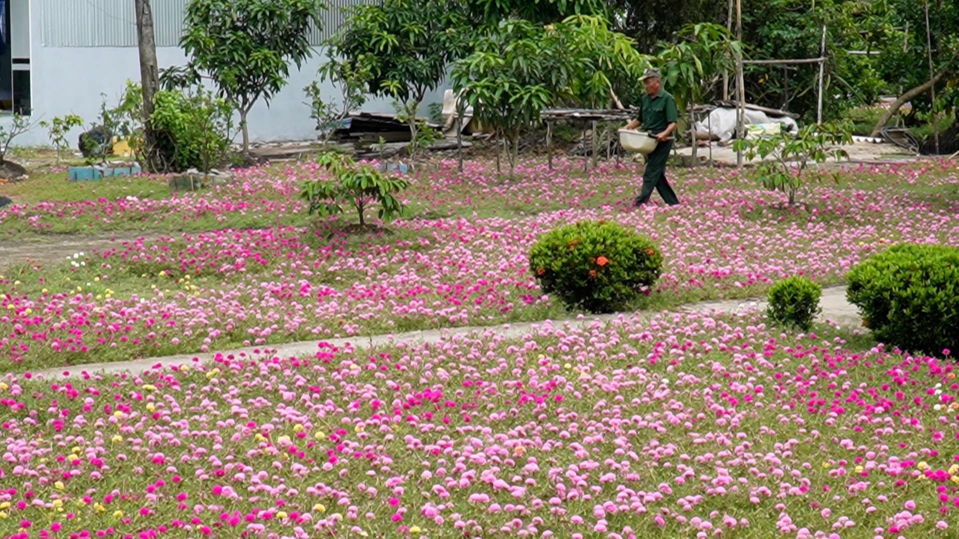 Mê mẫn với cánh đồng hoa mười giờ rộng hàng nghìn m2 là nơi “sống ảo” của người dân Cà Mau- Ảnh 10.