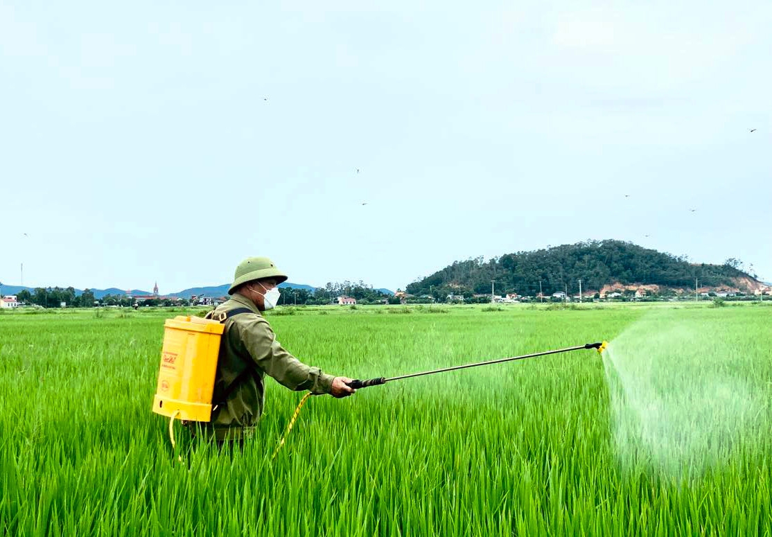 Có diện tích sản xuất lúa 180.000 ha/năm, Nghệ An có tiềm năng lớn trong giảm phát thải với diện tích lúa lớn, để hưởng tín chỉ carbon