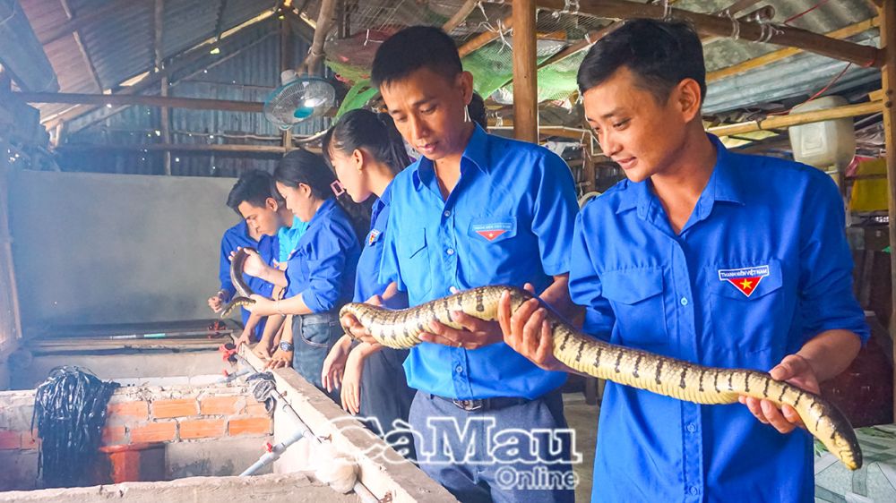 Nuôi loài rắn hiền lành trong khoảnh đất 6m2, anh trai Cà Mau đều đặn thu tiền - Ảnh 2.