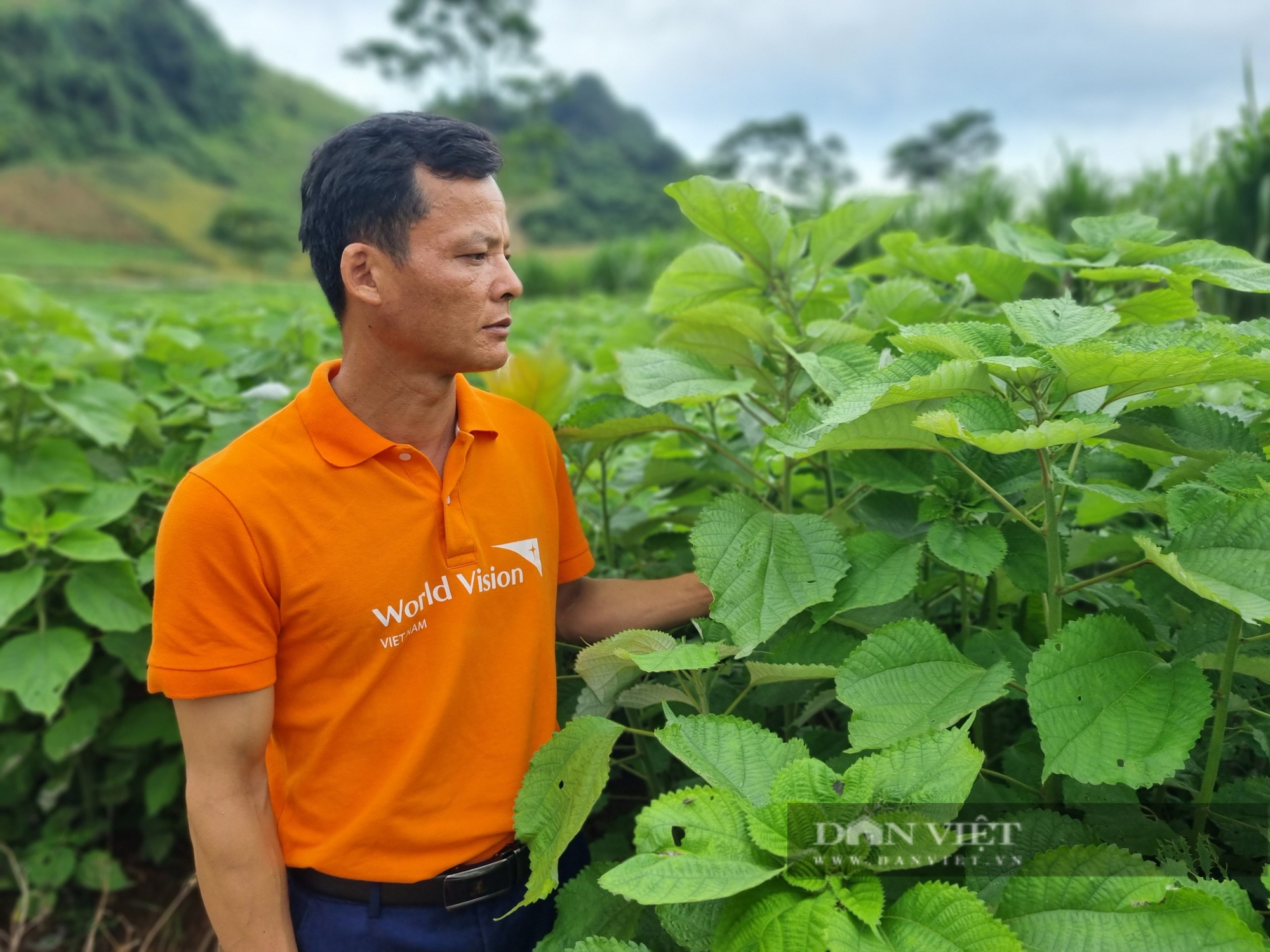 Trồng loài cây gieo một lần thu 10 năm, nông dân một xã của tỉnh Hòa Bình lãi trăm triệu/năm- Ảnh 2.