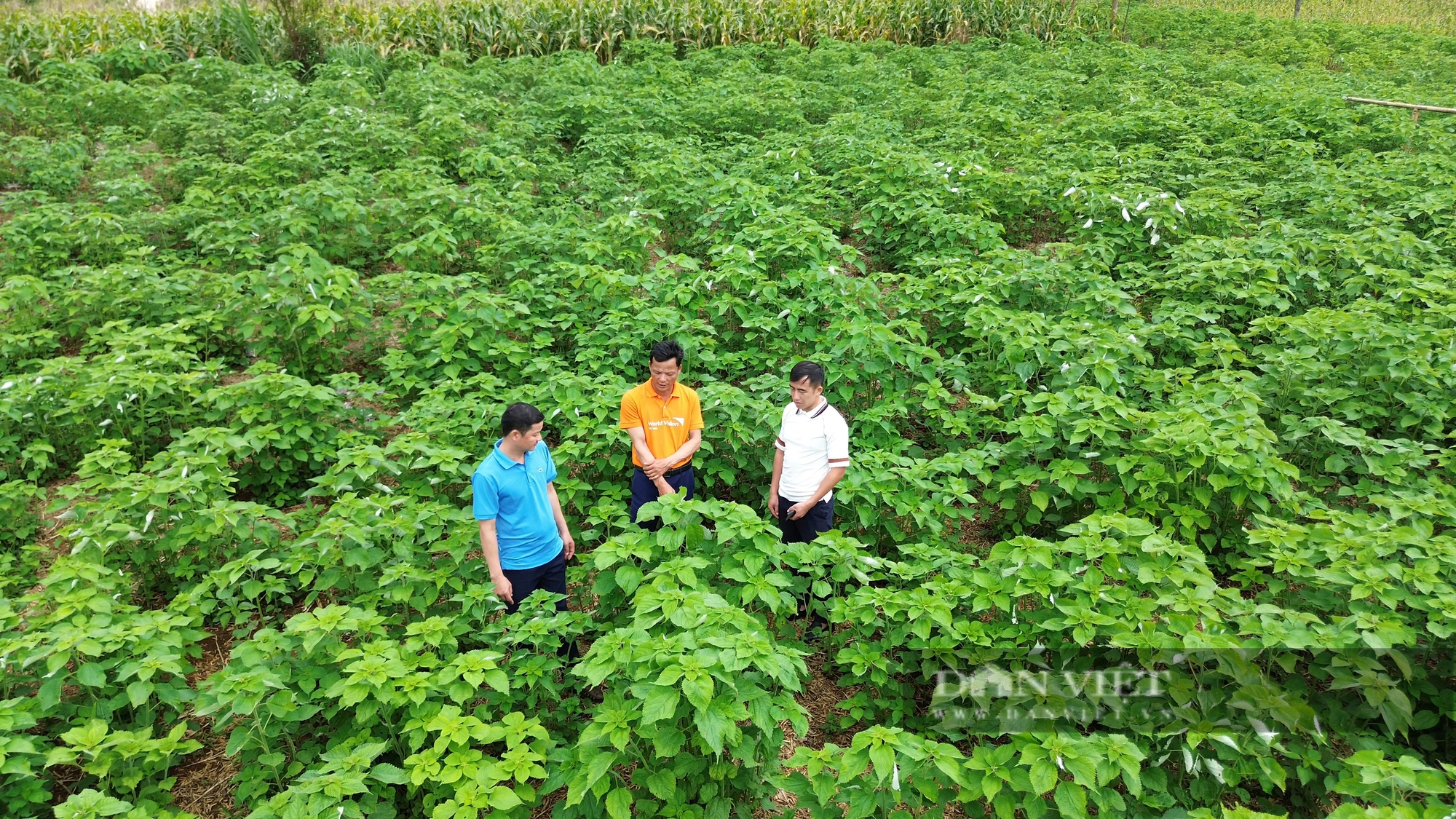 Trồng loài cây gieo một lần thu 10 năm, nông dân một xã của tỉnh Hòa Bình lãi trăm triệu/năm- Ảnh 4.