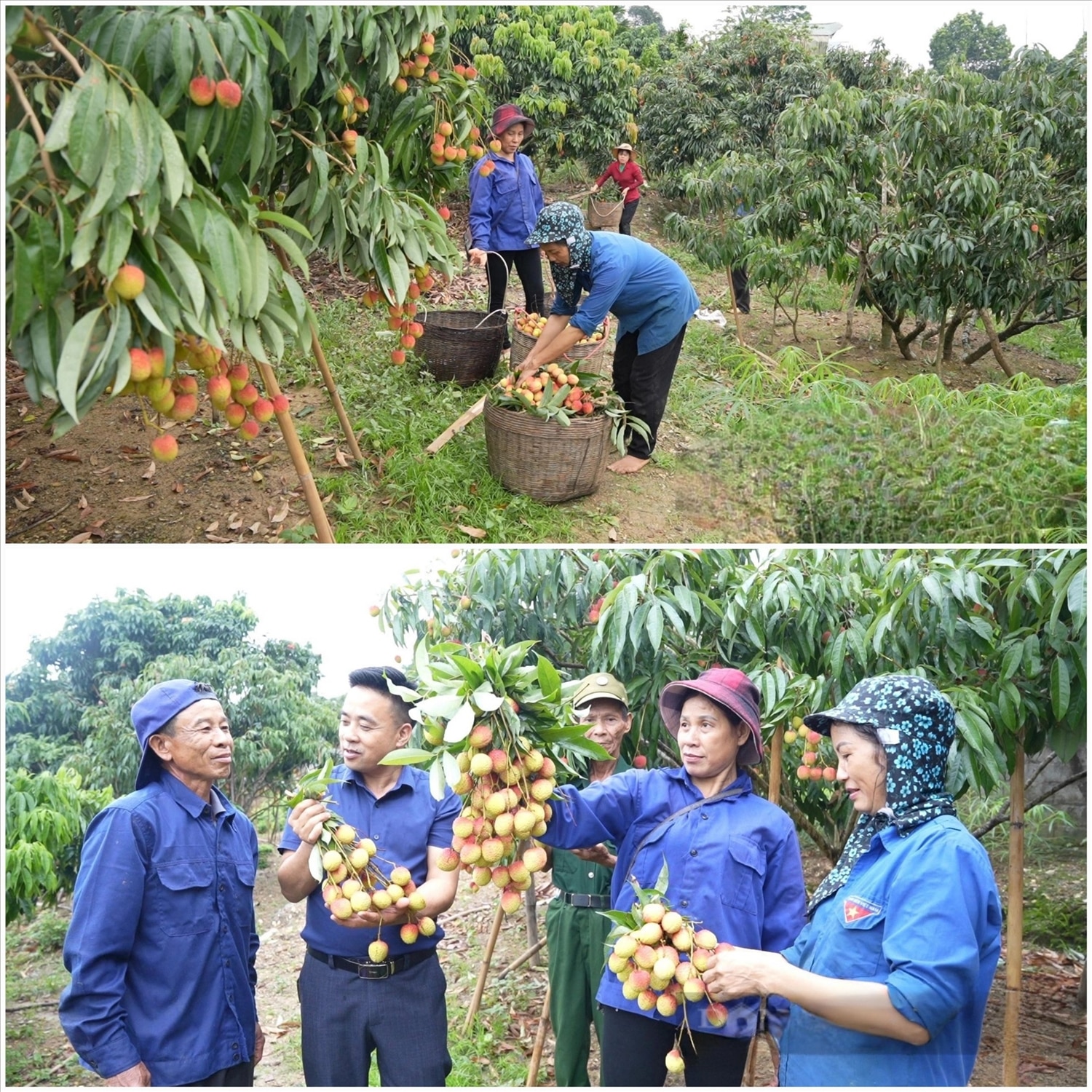 Vườn vải lai Thanh Hà của gia đình chị Thàn Thị Phượng ở thôn Thái Niên (xã Thái Niên, huyện Bảo Thắng, Lào Cai) có khoảng 130 gốc đã cho thu hoạch