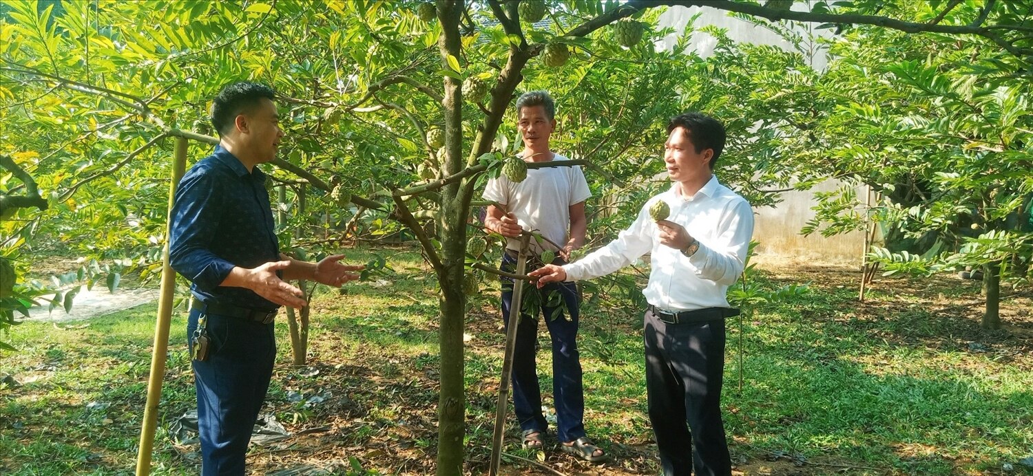 Mô hình trồng Na của gia đình Lê Văn Hoàn ở thôn Báu, xã Thái Niên, huyện Bảo Thắng, Lào Cai cũng cho thu nhập cao, na được khách hàng ưa chuộng