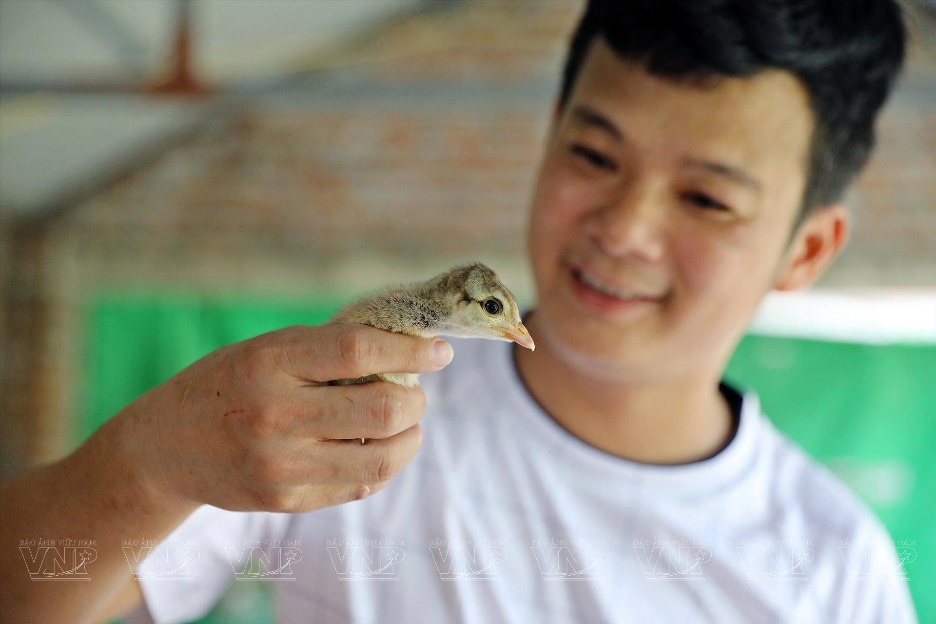 Nuôi chim công-động vật hoang dã có trong sách Đỏ ở Hải Dương, cho ăn thịt bò, bán 3,5 triệu/con- Ảnh 5.