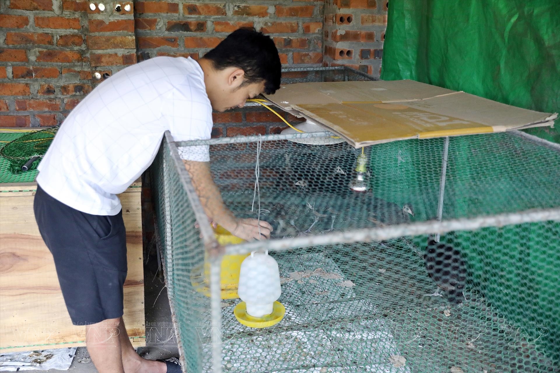 Nuôi chim công-động vật hoang dã có trong sách Đỏ ở Hải Dương, cho ăn thịt bò, bán 3,5 triệu/con- Ảnh 7.