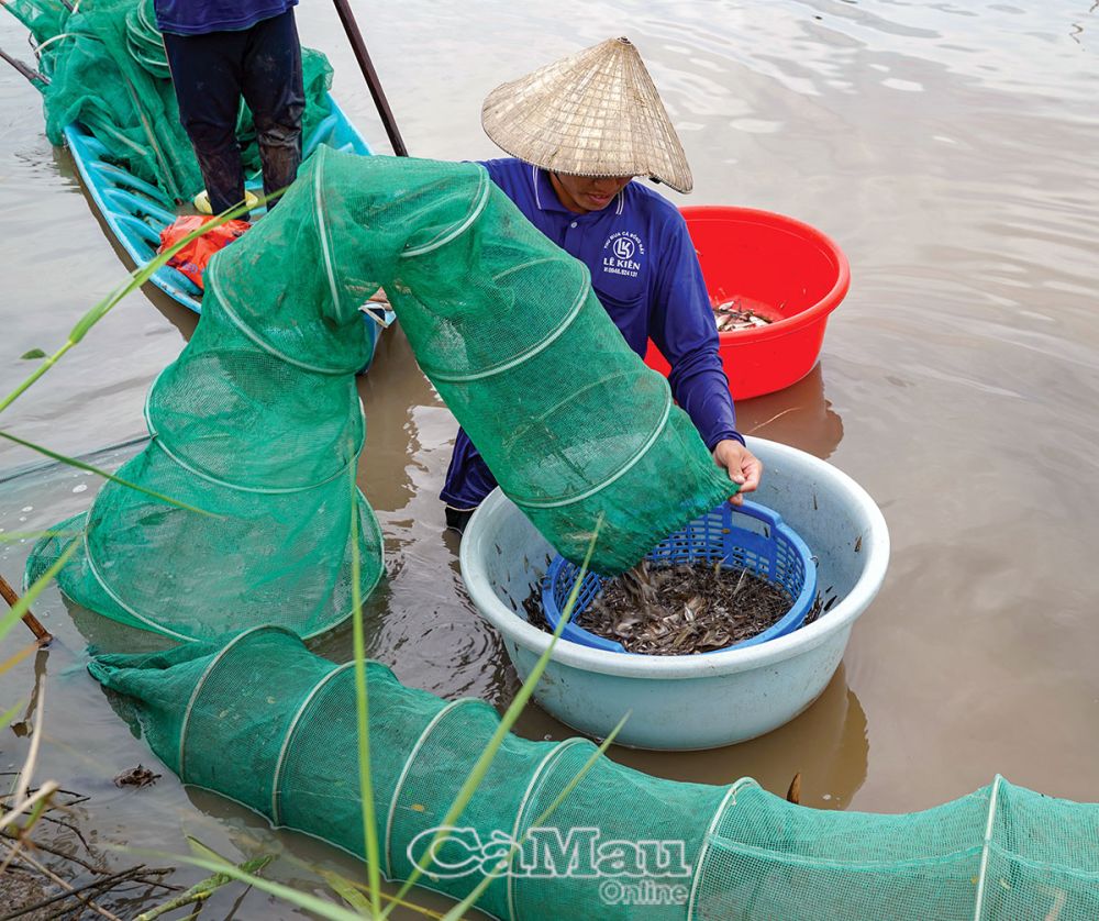 Cá bống đất, cá đặc sản ở vùng đất tên Tiểu Dừa của Cà Mau, thân bé tin hin, kho tiêu đãi nhà giàu- Ảnh 2.