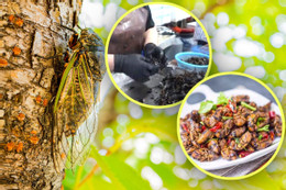 2d938efb a1d6 4dcc 9534 d67f0be94f04_7043484c.jpg