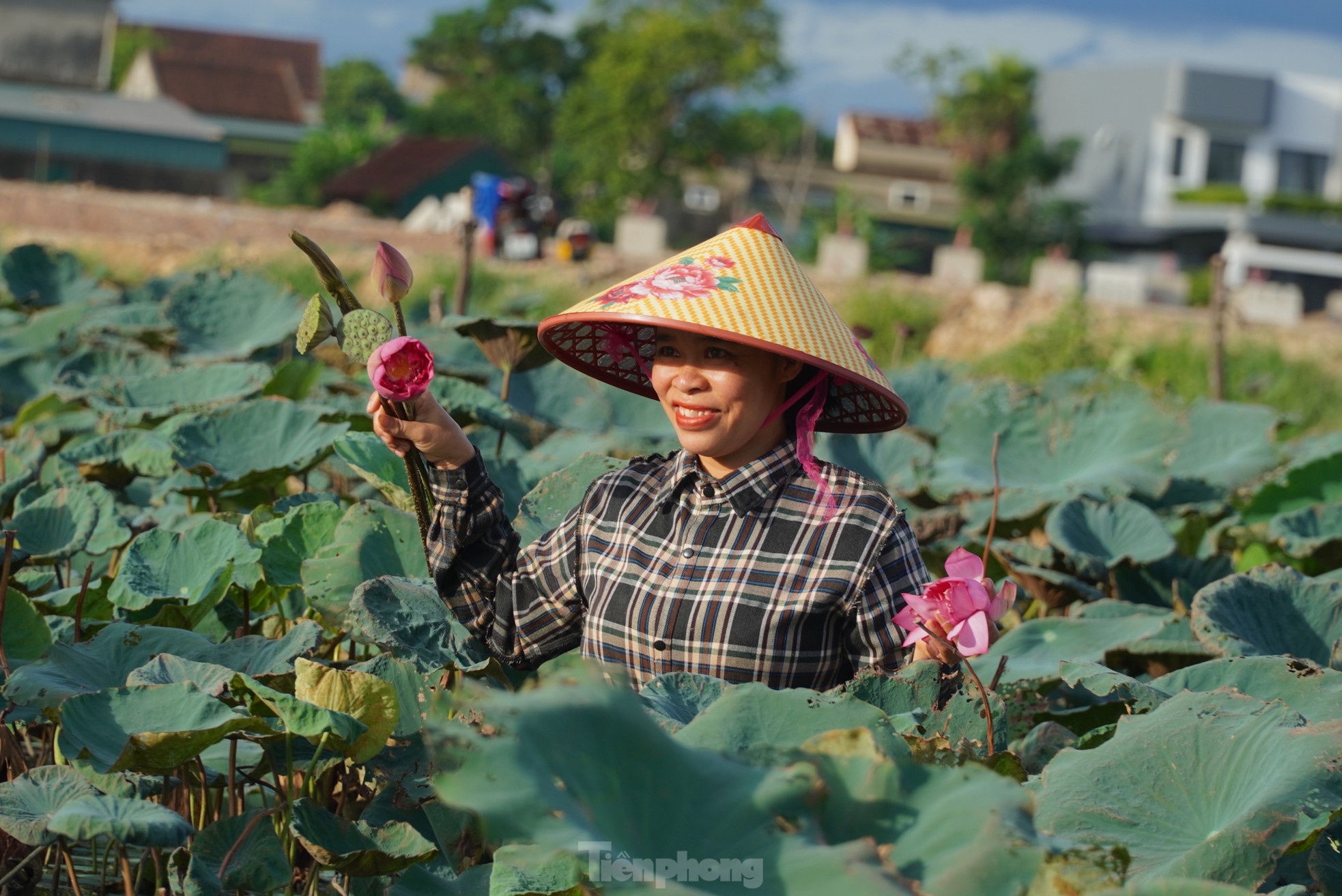 Ra đầm hái sen lúc rạng sáng, mỗi ngày thu tiền triệu ảnh 7