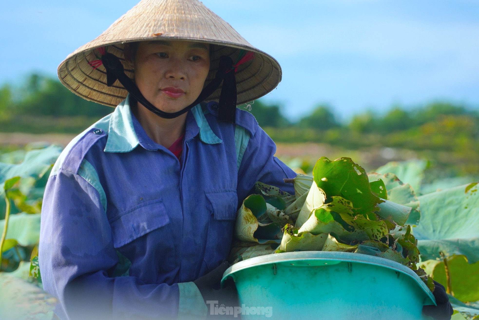 Ra đầm hái sen lúc rạng sáng, mỗi ngày thu tiền triệu ảnh 9