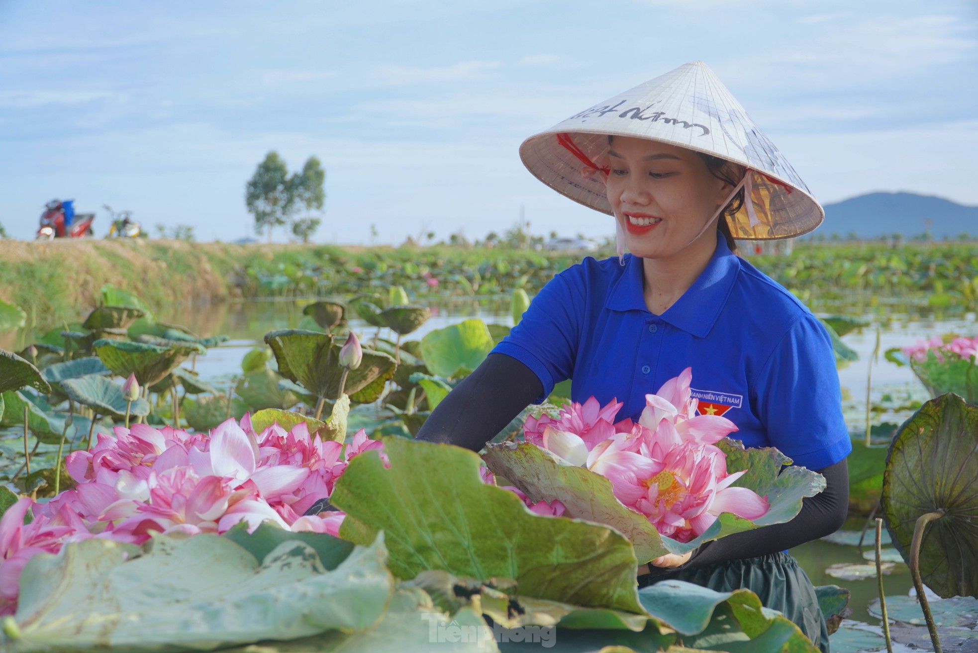 Ra đầm hái sen lúc rạng sáng, mỗi ngày thu tiền triệu ảnh 15