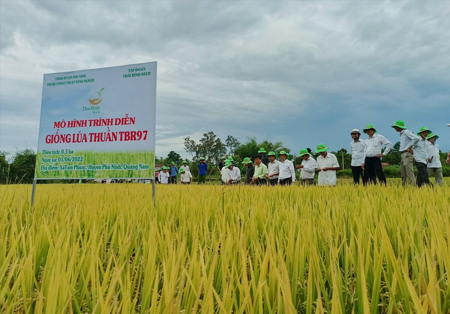 Những năm qua, Quảng Nam đã hình thành được rất nhiều vùng liên kết sản xuất giống lúa hàng hóa.