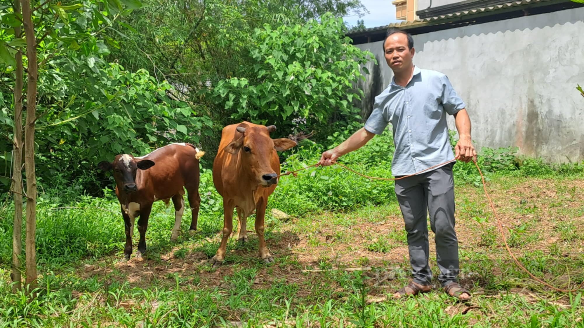 Xã miền núi ở TP Phổ Yên của tỉnh Thái Nguyên hỗ trợ hộ nghèo phát triển chăn nuôi, tăng thu nhập- Ảnh 3.