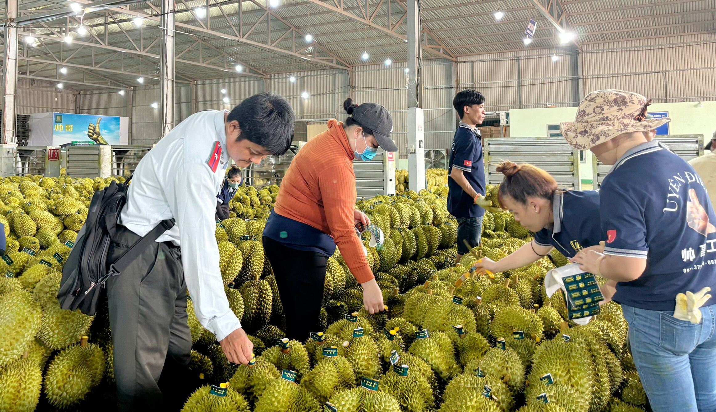 Ngành chức năng Đắk Lắk tiến hành kiểm tra các vùng trồng, cơ sở đóng gói sầu riêng- Ảnh 3.