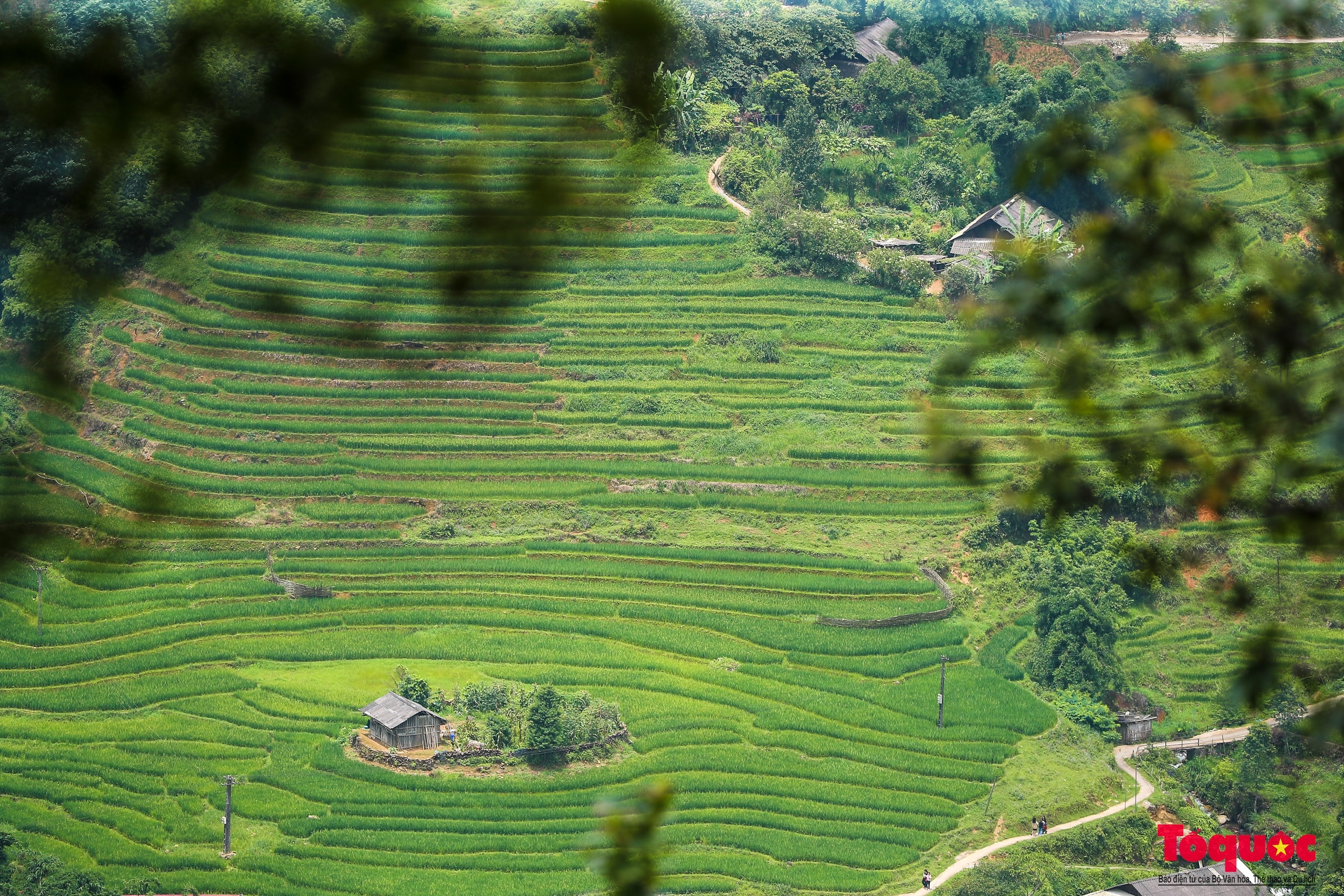 Mùa lúa non xanh mướt trên ruộng bậc thang Sa Pa - Ảnh 3.