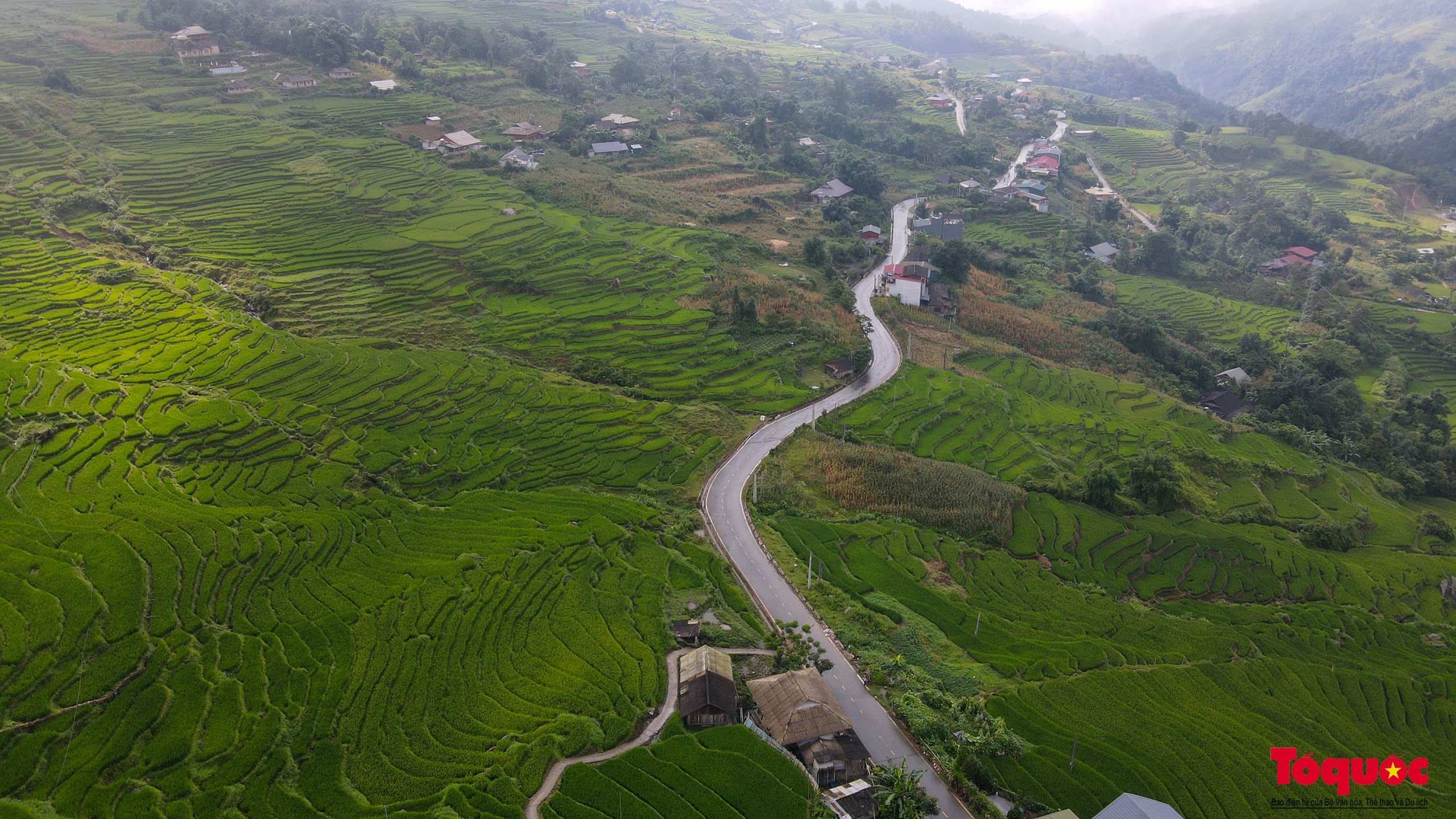 Mùa lúa non xanh mướt trên ruộng bậc thang Sa Pa - Ảnh 14.