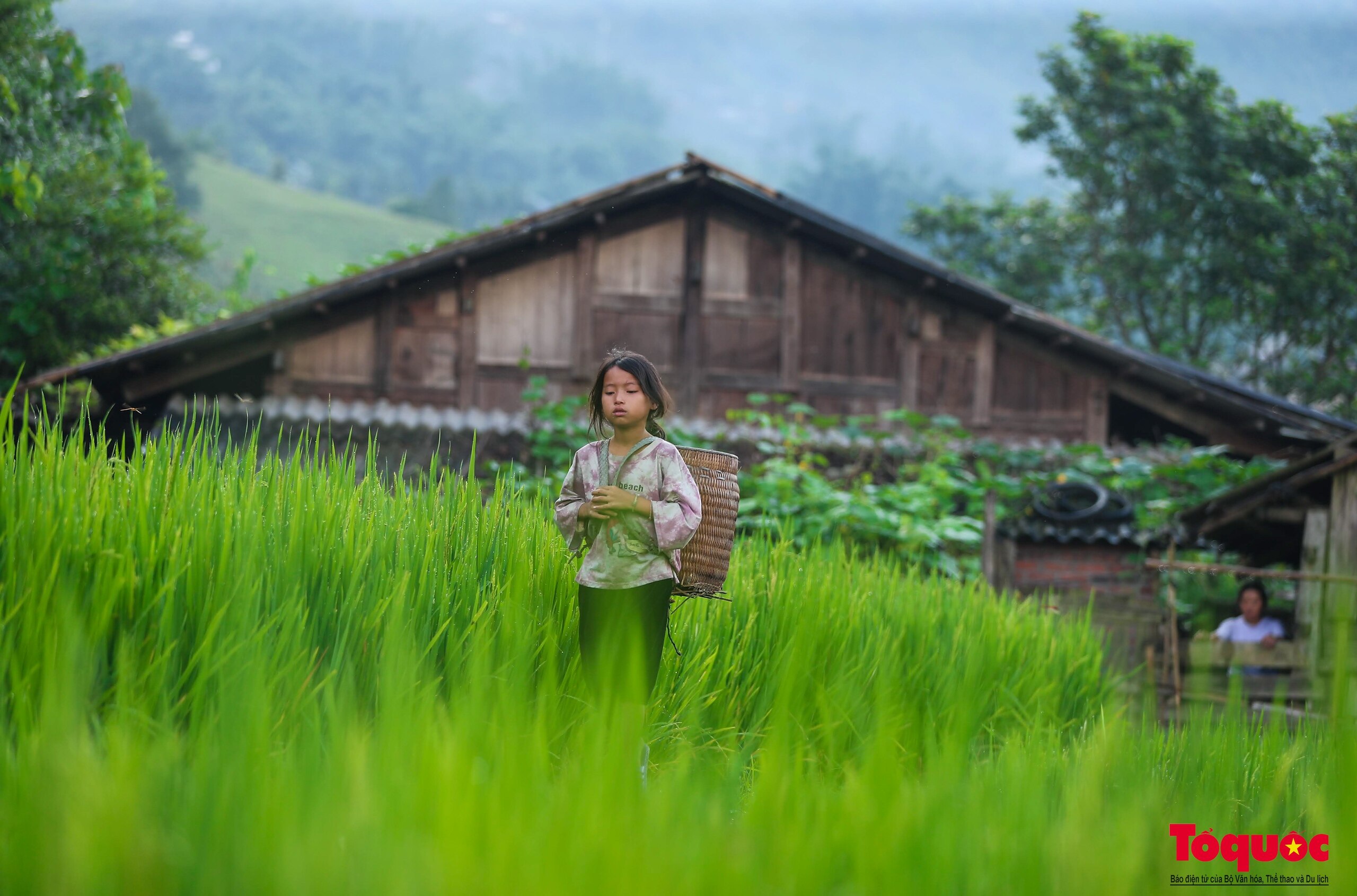 Mùa lúa non xanh mướt trên ruộng bậc thang Sa Pa - Ảnh 22.