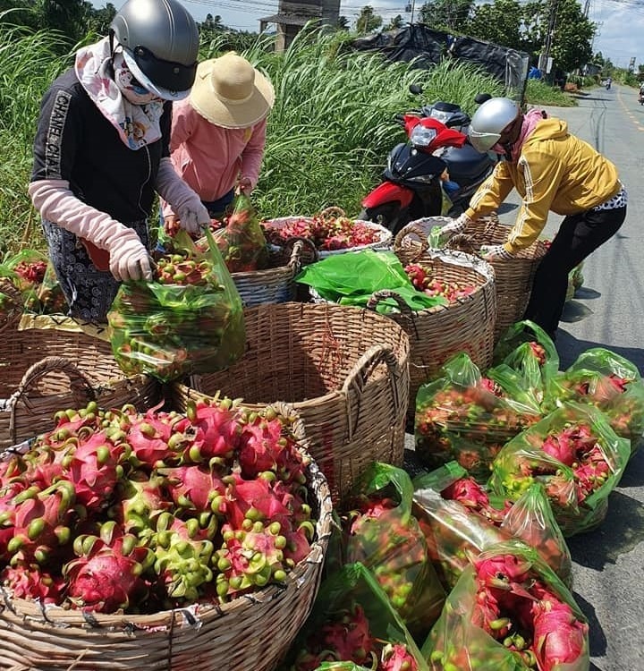 Thanh long trúng mùa, nhưng nông dân Long An phải bù tiền trả nợ mùa vụ- Ảnh 2.