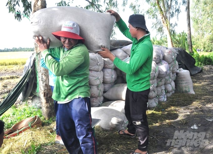 Nhờ áp dụng chế phẩm vi sinh SUMITRI để xử lý rơm rạ bổ sung dinh dưỡng hữu cơ cho đất mà nông dân Vĩnh Phú có vụ lúa hè thu thắng lợi lớn, đạt lợi nhuận cao nhất. Ảnh: Trung Chánh.