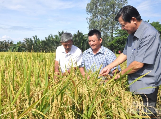 Phó Giám đốc Trung tâm Khuyến nông Kiên Giang - ông Nguyễn Văn Hiển (bìa phải) cùng bà con nông dân đánh giá hiệu quả mô hình xử lý rơm rạ tại ruộng bằng chế phẩm vi sinh SUMITRI. Ảnh: Trung Chánh.