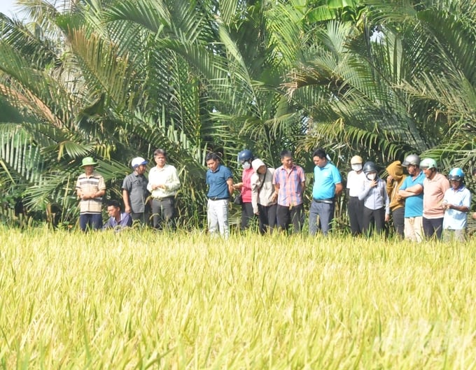 Mô hình xử lý rơm rạ tại ruộng bằng chế phẩm vi sinh SUMITRI giúp giảm ô nhiễm môi trường, giảm phát thải khí nhà kính, tăng hiệu quả sản xuất lúa, nâng cao thu nhập cho nhà nông. Ảnh: Trung Chánh.