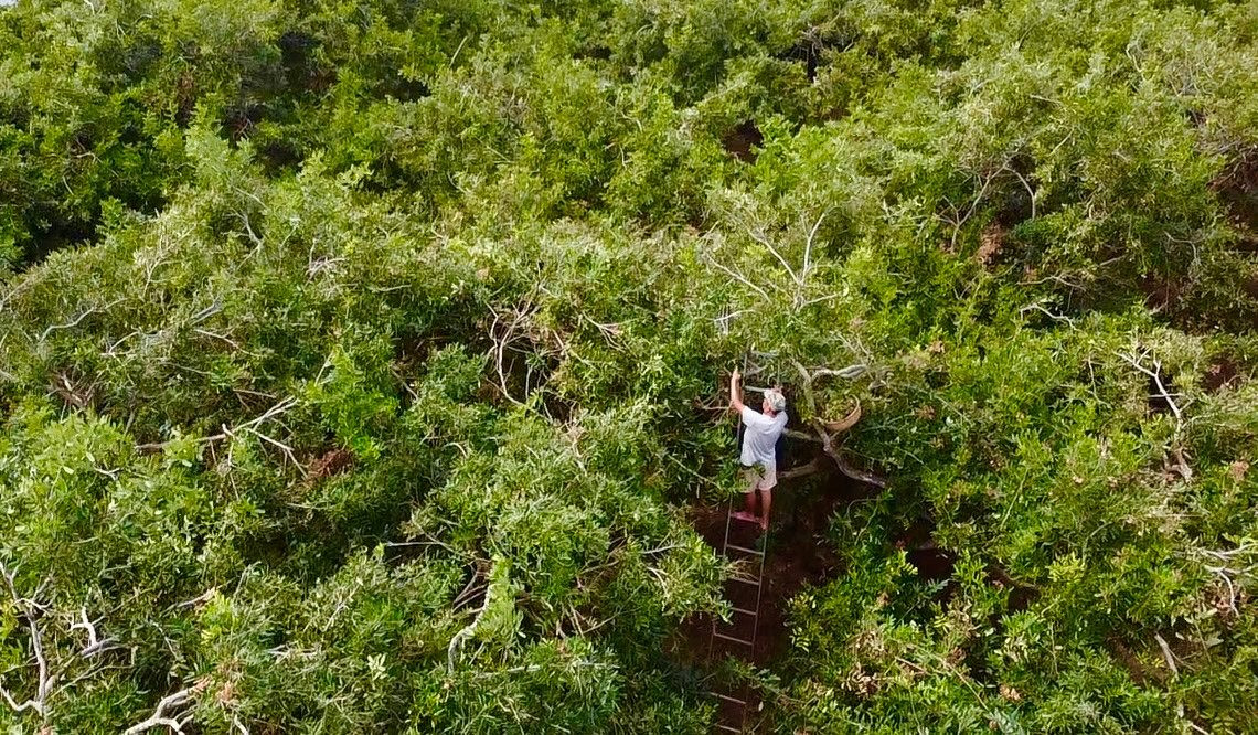 Loại nhãn cổ trăm năm ở Bạc Liêu cho trái tròn vo, vỏ mỏng, cơm giòn, nhiều người muốn ngắm cụ nhãn- Ảnh 3.